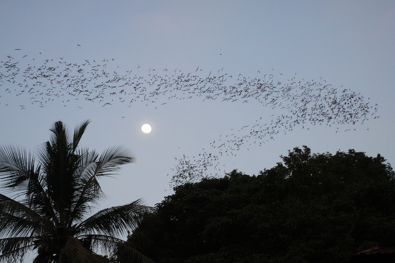 Battambang Bat Caves