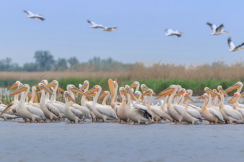 Danube Delta