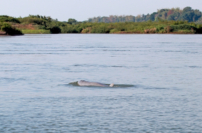 Irrawaddy dolphins