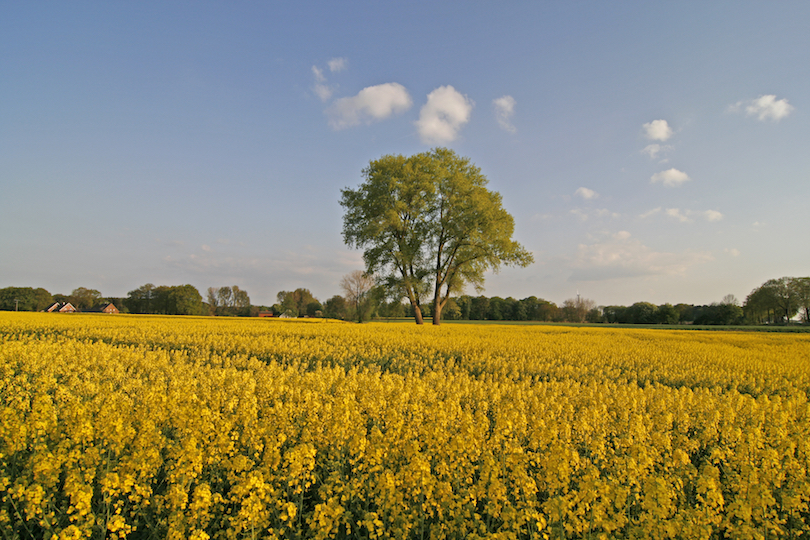 Lower Saxony